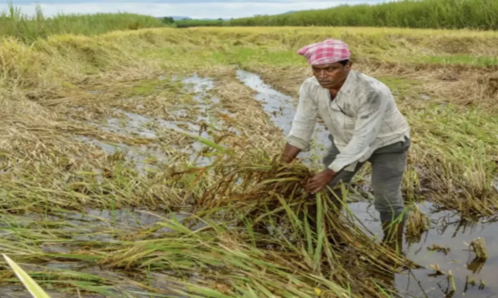 Crops Damage in Maharashtra